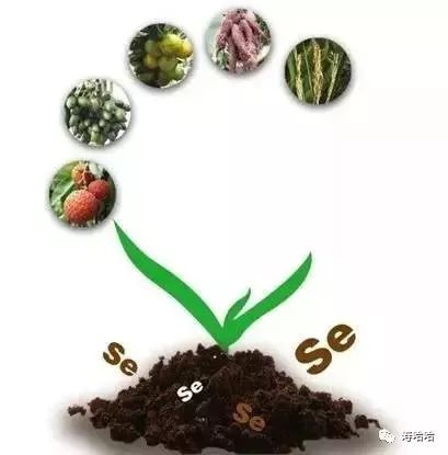 补硒用有机硒还是无机硒