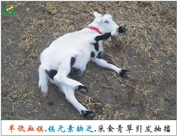 羔羊补硒过量中毒怎么解