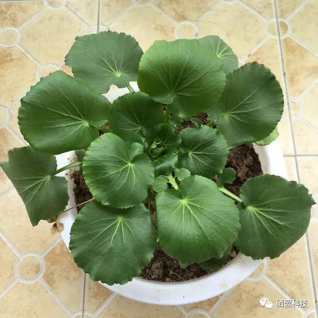 胰腺肿瘤患者吃什么补硒