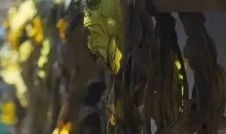 最好的补硒补钙药是什么