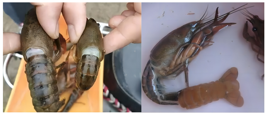 补硒后的调理反应长水泡