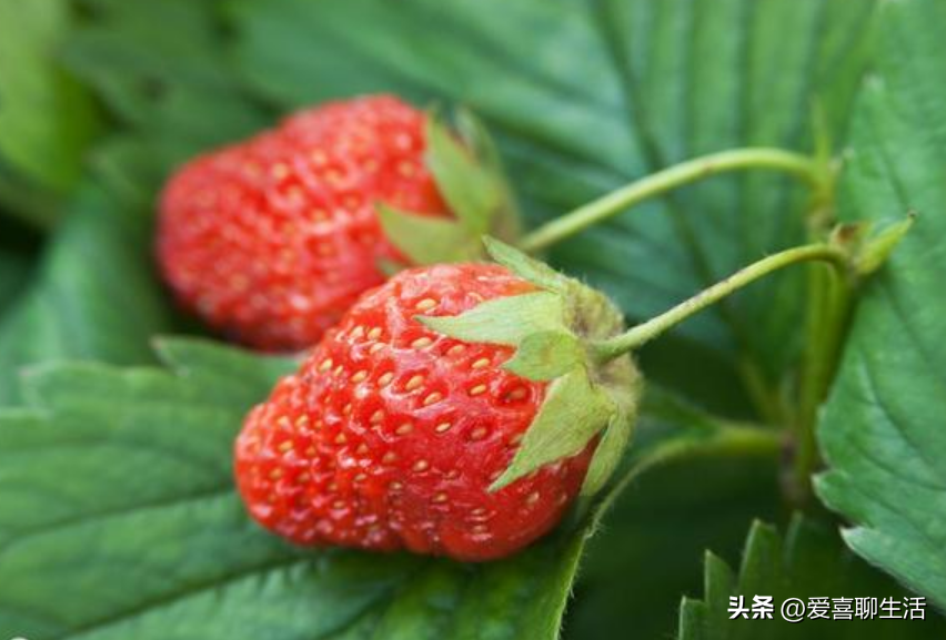 吃什么水果能补维硒元素
