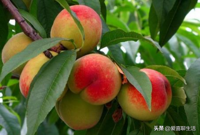 吃什么水果能补维硒元素