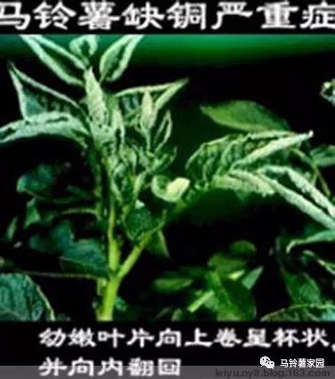 缺锌缺铁缺钙缺硒怎么补