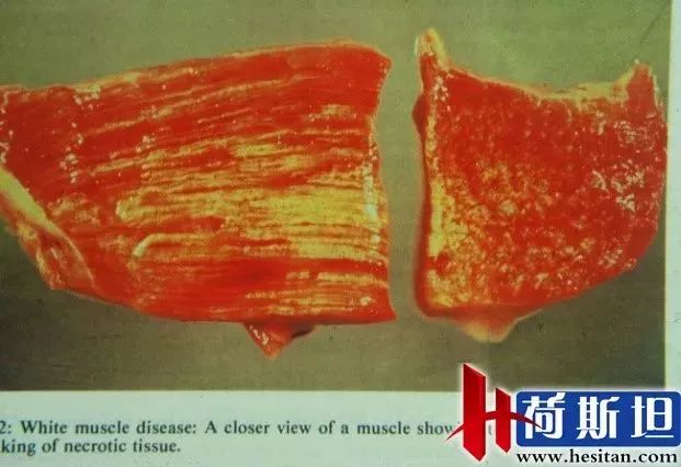 羊缺镁铜硒可以一起补吗