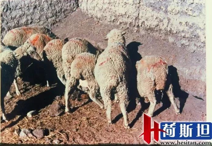 羊缺镁铜硒可以一起补吗