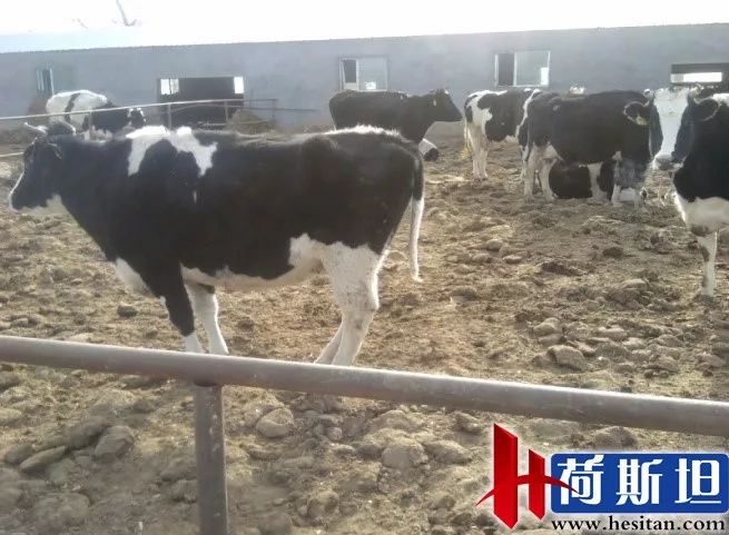 羊缺镁铜硒可以一起补吗