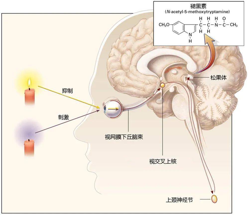 蛋白粉能和硒一块儿补吗