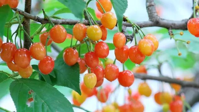 新安樱桃是富硒农产品吗