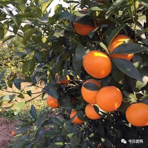 武鸣富硒产品有哪些品种