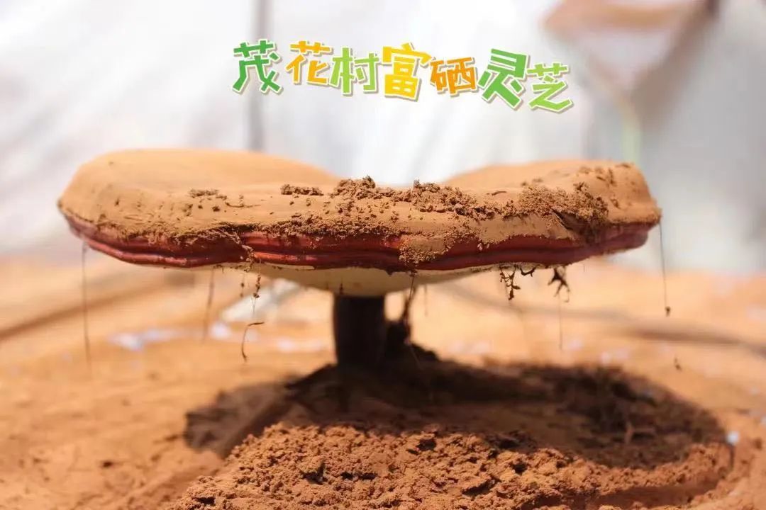 富硒酵素农产品怎么生产
