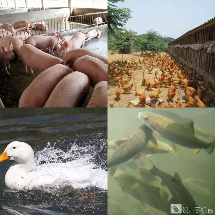 广西富硒农产品认证程序
