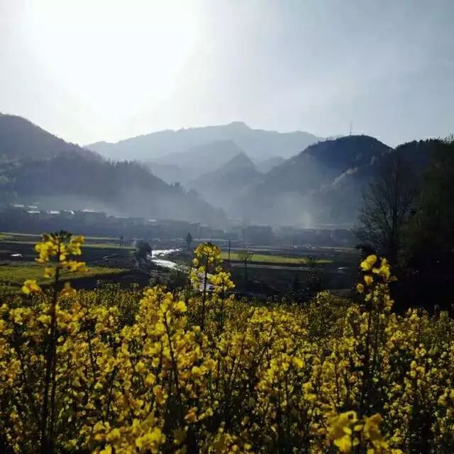陕南富硒茶的功效与作用