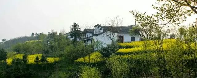 陕南富硒茶的功效与作用