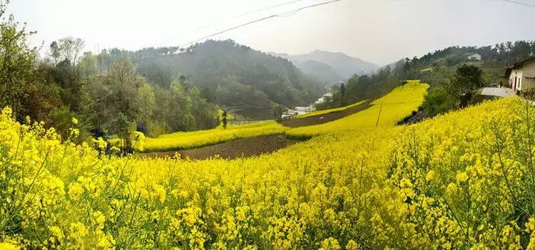 陕南富硒茶的功效与作用