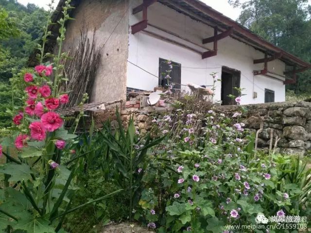 什么地方生产高山富硒茶