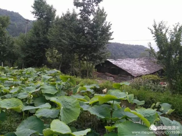 什么地方生产高山富硒茶