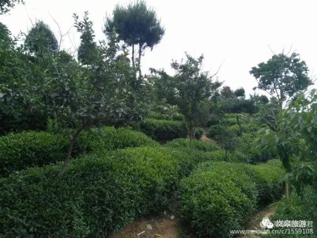 什么地方生产高山富硒茶