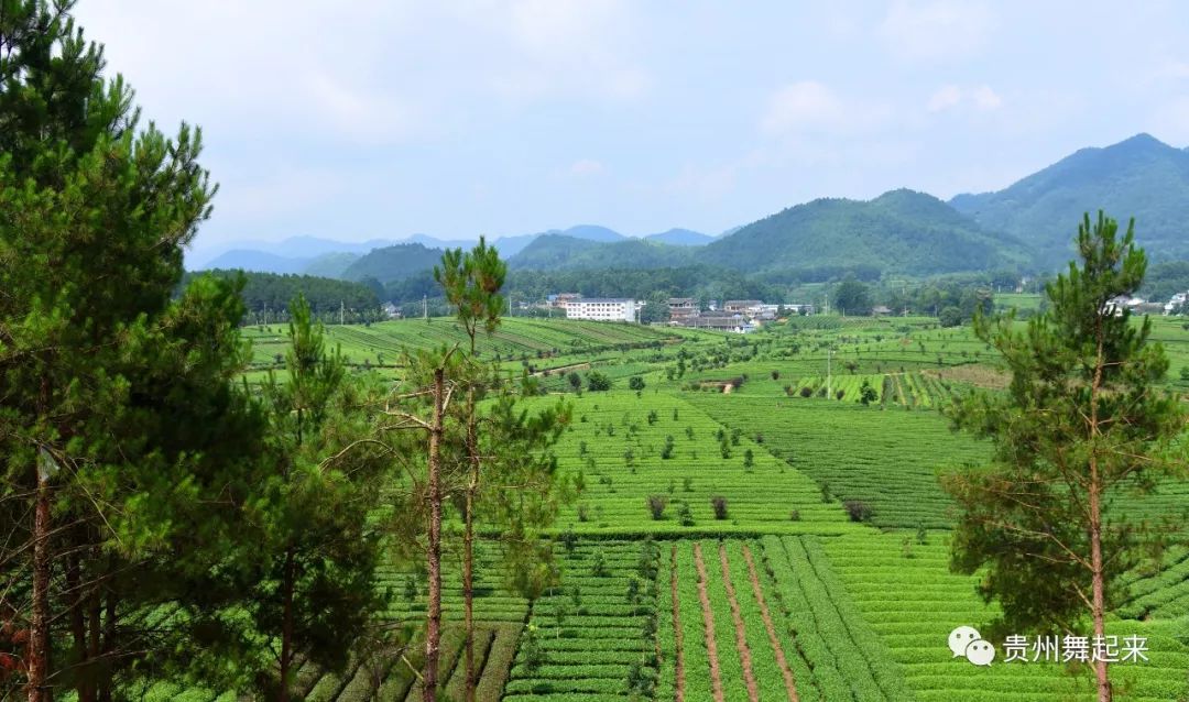 淘宝富硒茶锌硒茶能买吗