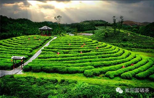 西安紫阳富硒茶销售地址
