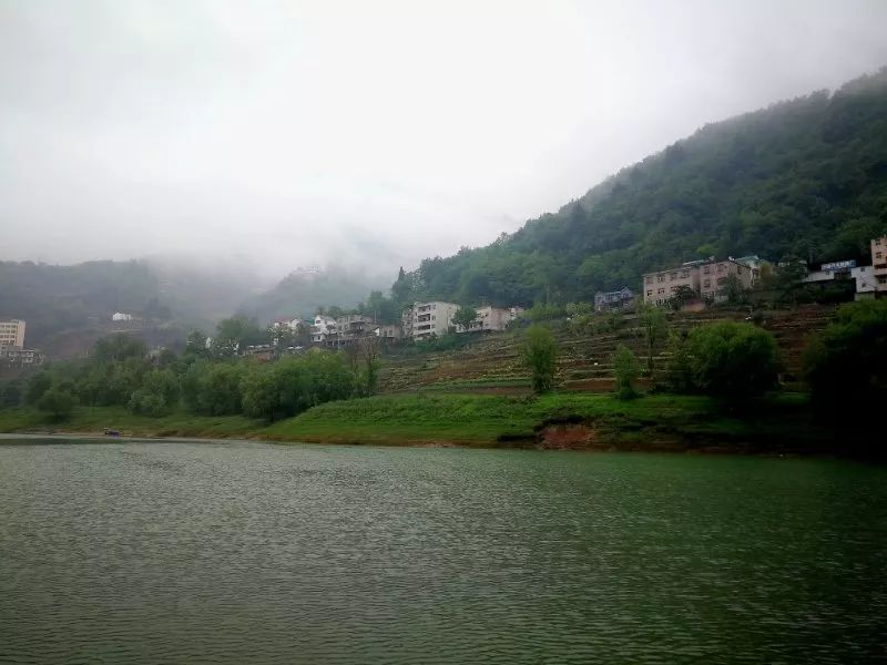 紫阳明前富硒茶2022