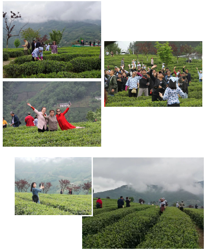 紫阳明前富硒茶2022
