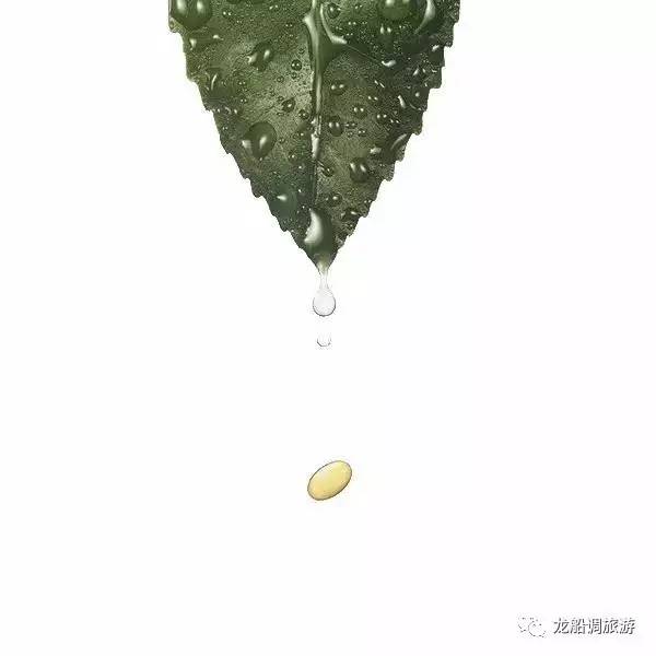 武汉富硒茶玉露怎么收费