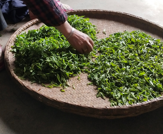 仙寓山富硒茶属于什么茶