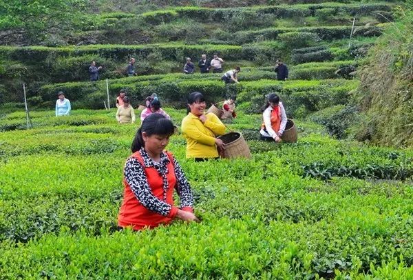 西岩高山富硒茶是什么茶(饶平西岩高山茶含硒)-硒宝网