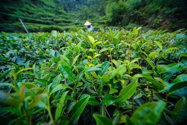 西岩高山富硒茶是什么茶(饶平西岩高山茶含硒)-硒宝网