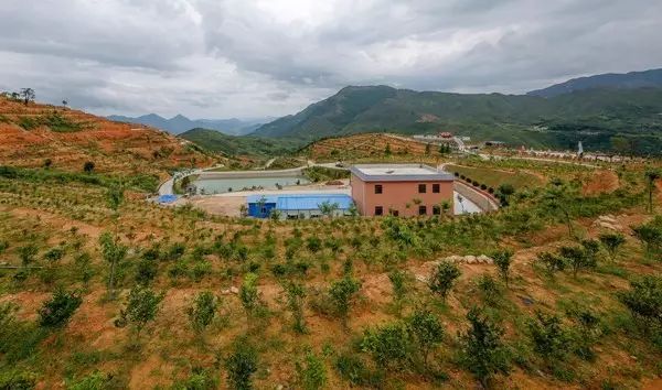 西岩高山富硒茶是什么茶(饶平西岩高山茶含硒)-硒宝网