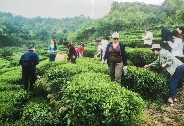 西岩高山富硒茶是什么茶(饶平西岩高山茶含硒)-硒宝网