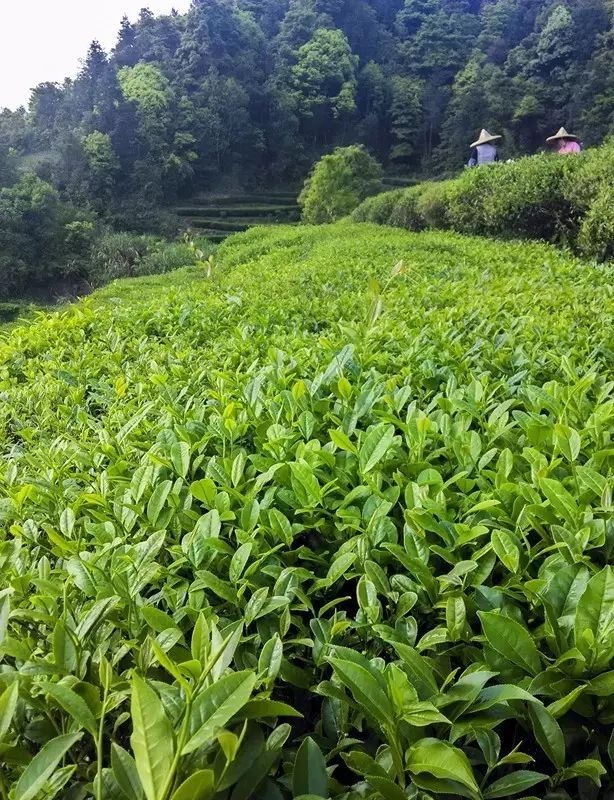 西岩高山富硒茶是什么茶(饶平西岩高山茶含硒)-硒宝网