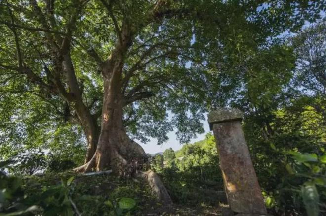 富硒高山云雾普洱茶价格(高山云雾茶的价格)-硒宝网