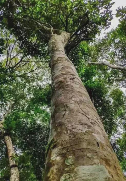富硒高山云雾普洱茶价格(高山云雾茶的价格)-硒宝网