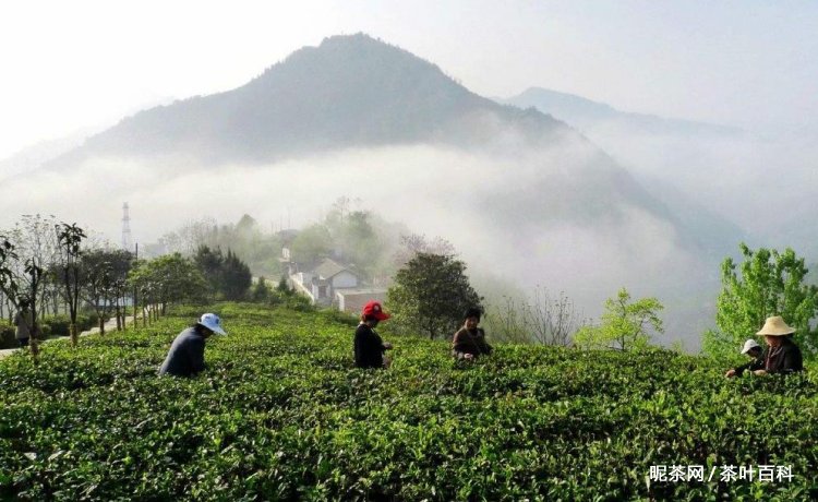 安康富硒茶的功效与作用