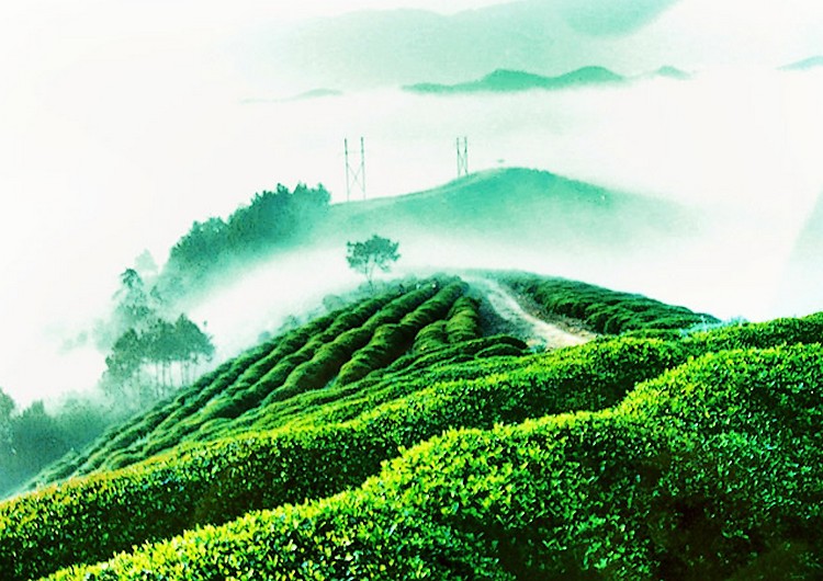 紫阳富硒茶的良种有哪些