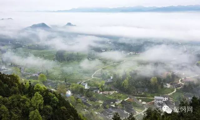 中国富锌富硒有机茶之乡