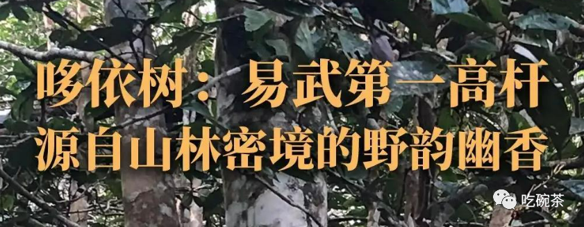 富硒茶主要产区是哪里的