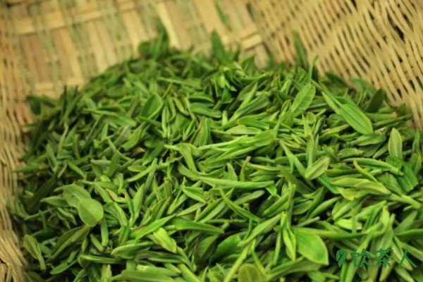 紫阳毛尖属于什么茶种，属于什么味(为栗香型炒青绿茶)