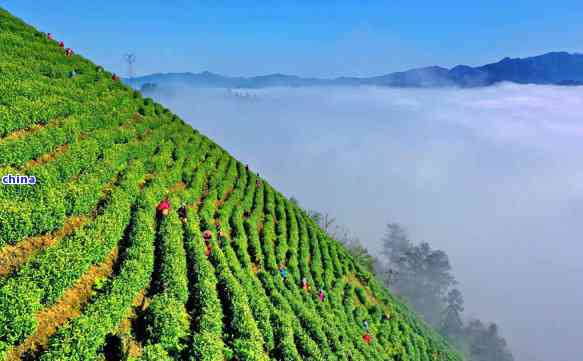 富含硒的茶叶有哪些名字，探寻富含硒的茶叶：种类与营养价值解析