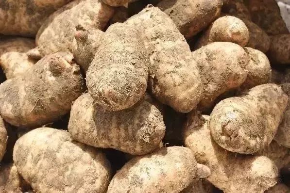 恩施富硒茶分布在哪里啊