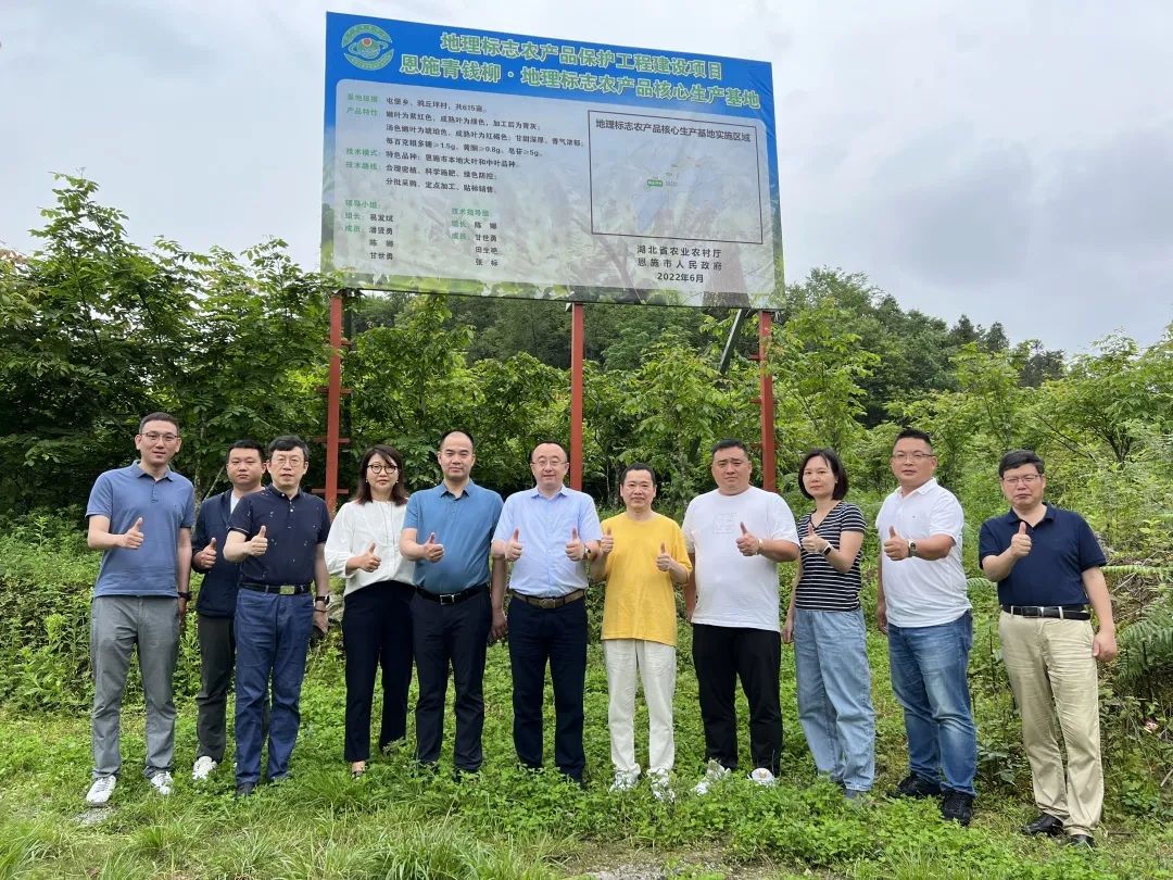 恩施富硒茶分布在哪里啊(恩施富硒茶产地)-硒宝网
