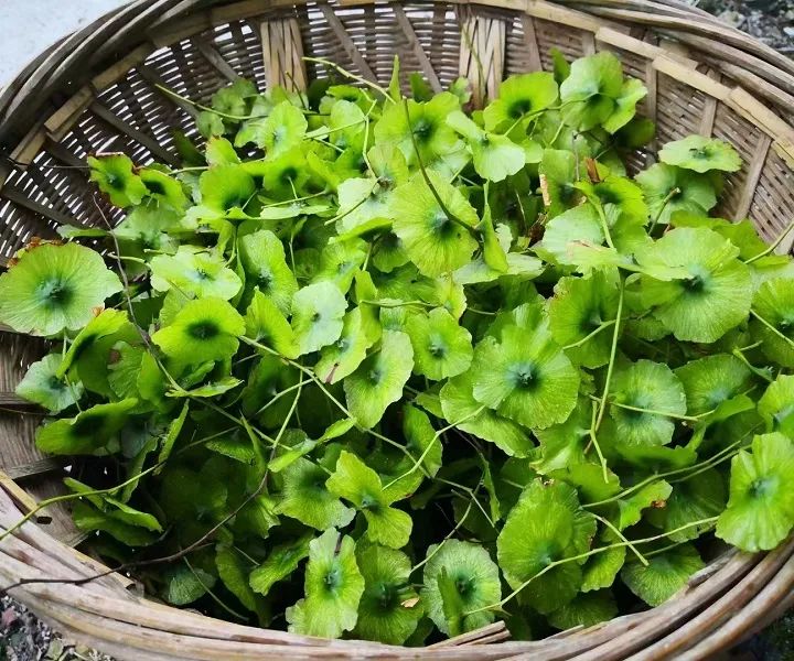 恩施富硒茶分布在哪里?。ǘ魇└晃璨兀?硒宝网