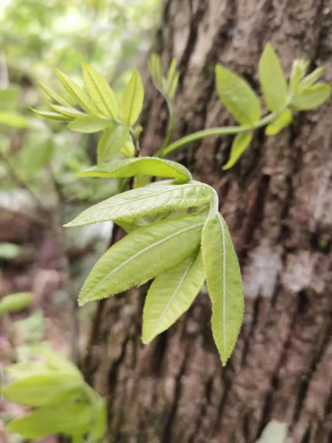 恩施富硒茶分布在哪里?。ǘ魇└晃璨兀?硒宝网