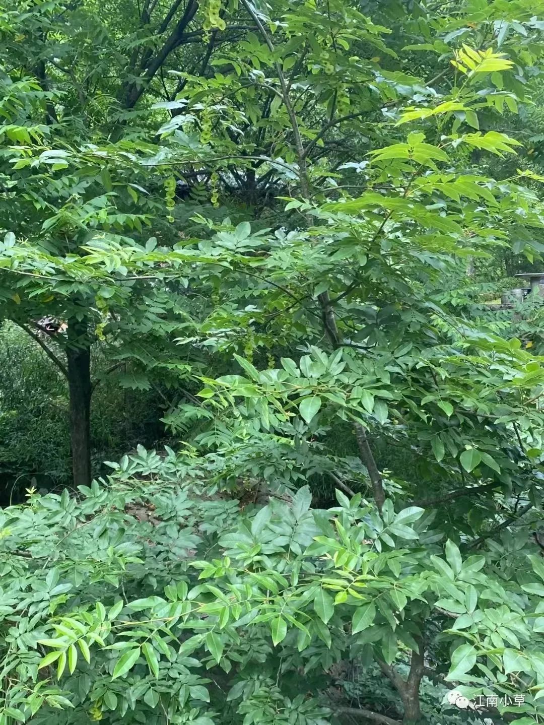 恩施富硒茶分布在哪里?。ǘ魇└晃璨兀?硒宝网