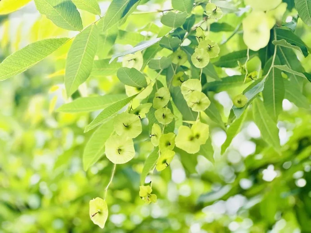 恩施富硒茶分布在哪里?。ǘ魇└晃璨兀?硒宝网