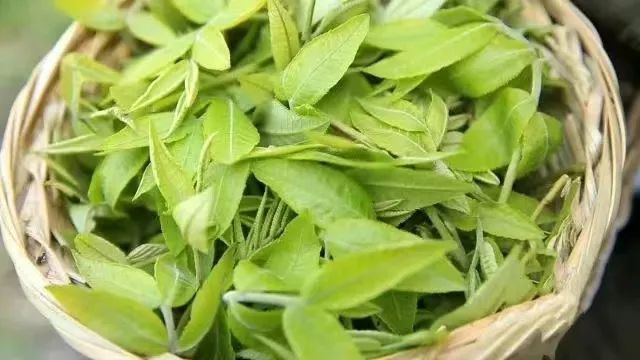 恩施富硒茶分布在哪里?。ǘ魇└晃璨兀?硒宝网