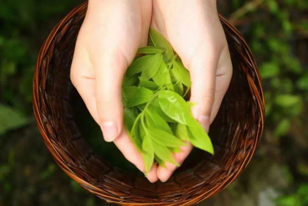 恩施富硒茶分布在哪里?。ǘ魇└晃璨兀?硒宝网