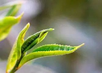 紫阳富硒茶和毛尖的区别